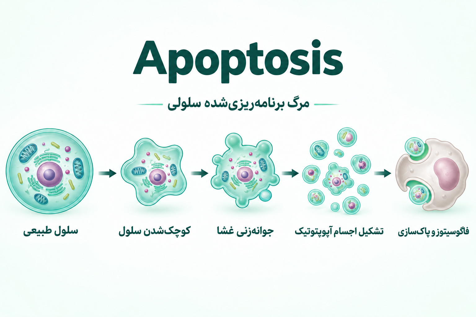 اینفوگرافیک فارسی مراحل آپوپتوز یا مرگ برنامه‌ریزی‌شده سلولی
